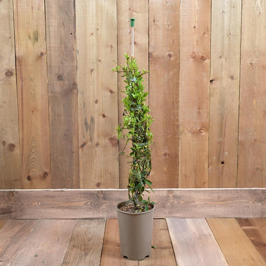 Pyracantha 'Saphyr Yellow'  3Ld