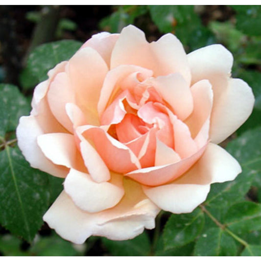 Rambling Rose Albertine 4L
