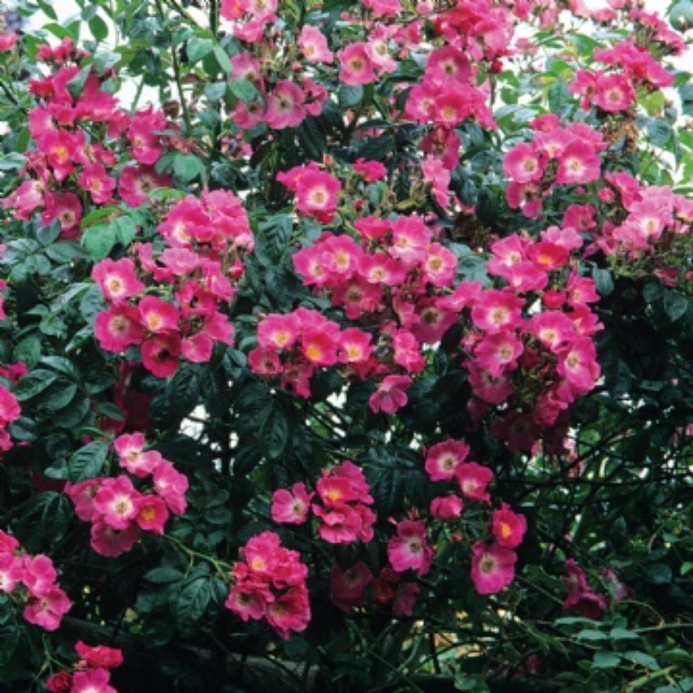 Rose 'American Pillar' Rambling Rose 4L | Polhill Garden Centre
