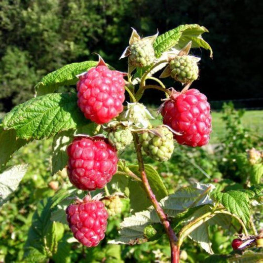 Raspberry Autumn Bliss 5 Canes 3L