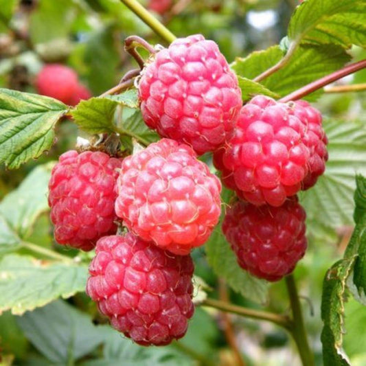 Raspberry Glen Ample 5 Canes 3L
