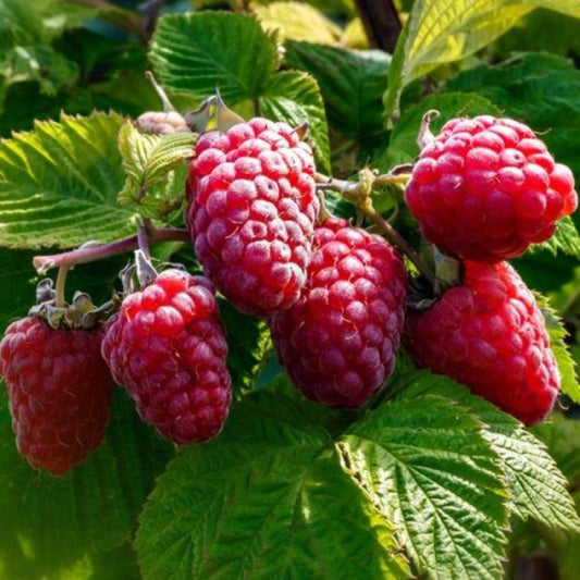 Raspberry Glen Magna 5 Canes 3L
