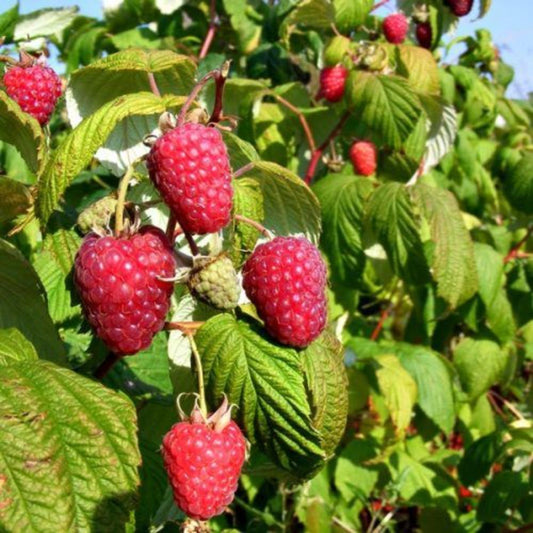 Raspberry Polka 5 Canes  3L