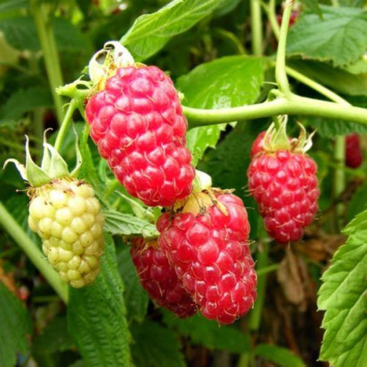 Raspberry Tulameen 5 Canes 3L