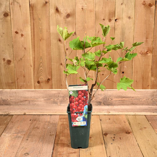 Redcurrant Rosetta 3L