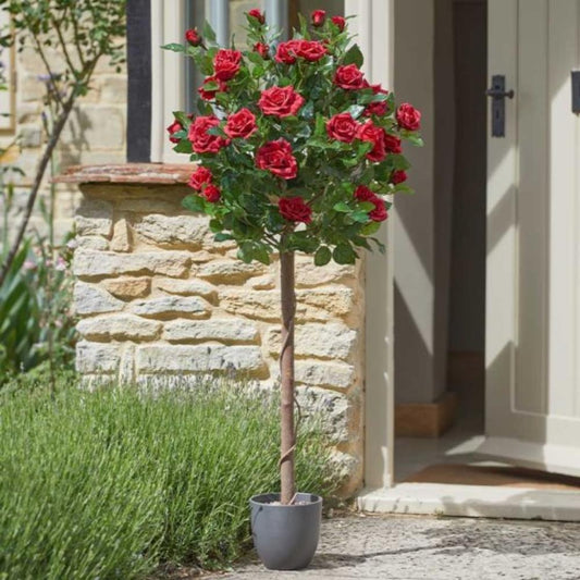 Regent'S Roses - Ruby Red 120cm