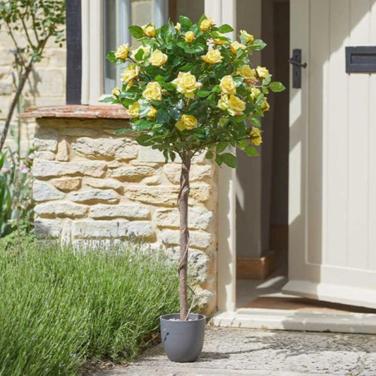 Regent'S Roses - Sunshine Yellow 120cm