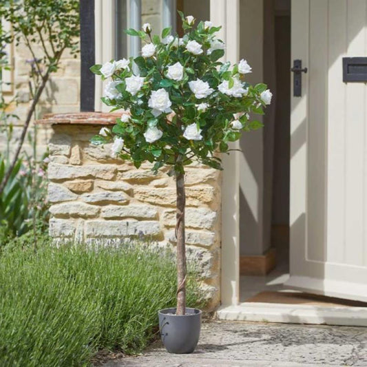 Regent'S Roses - White 120cm