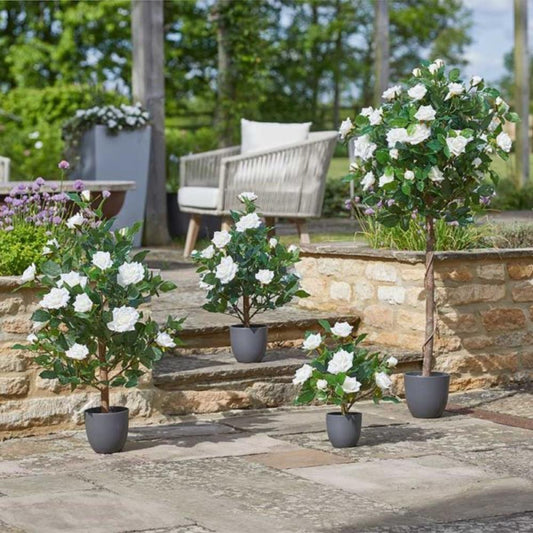 Regent'S Roses - White 80cm