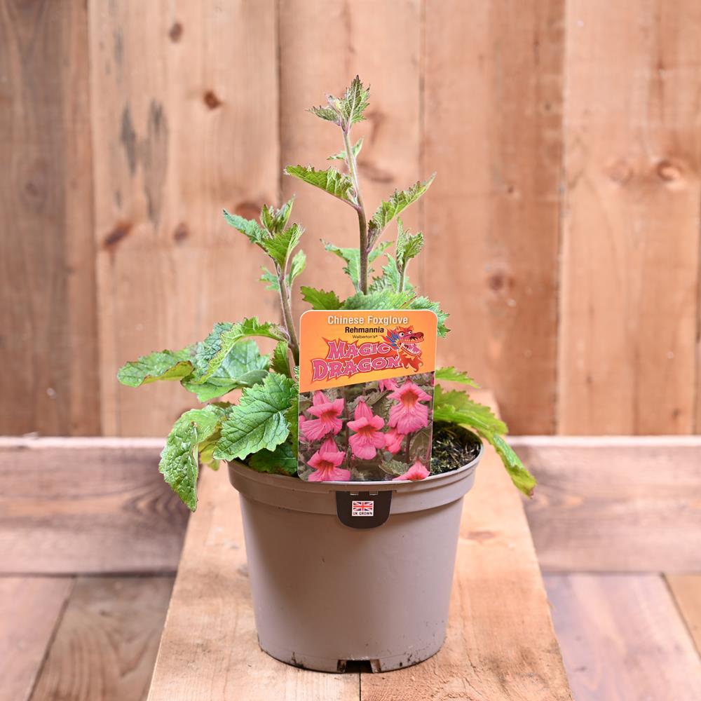 Rehmannia Walbertons Magic Dra