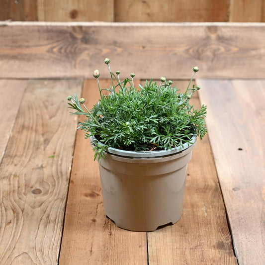 Rhodanthemum Casablanca 2 Litre