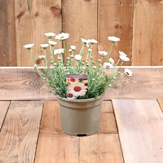 Rhodanthemum Casablanca 2 Litre