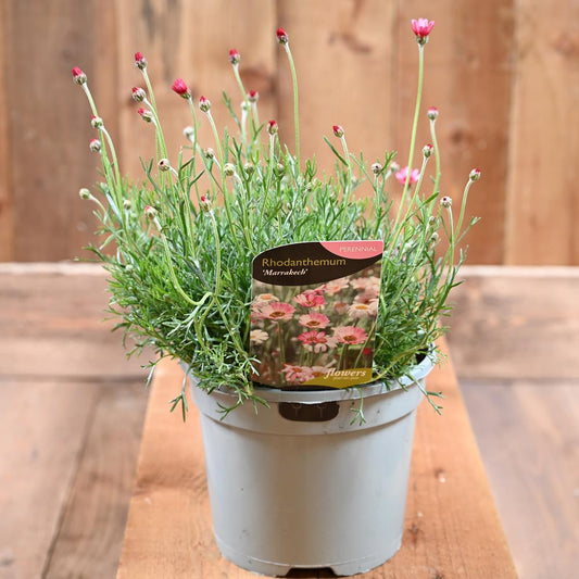 Rhodanthemum Marrakech 2 Litre
