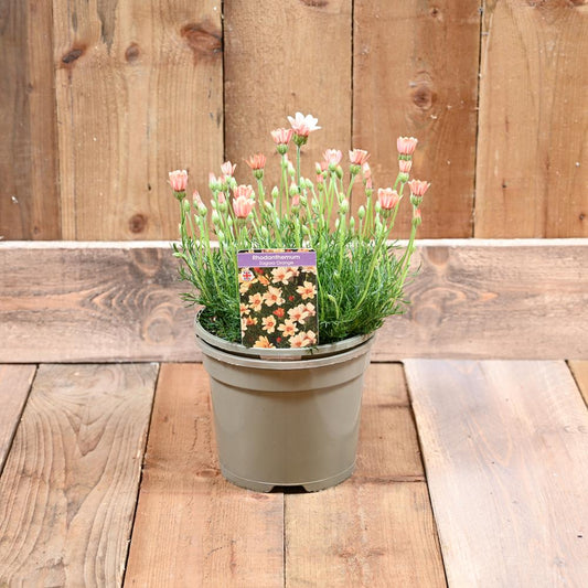 Rhodanthemum Zagora Orange 3 Litre