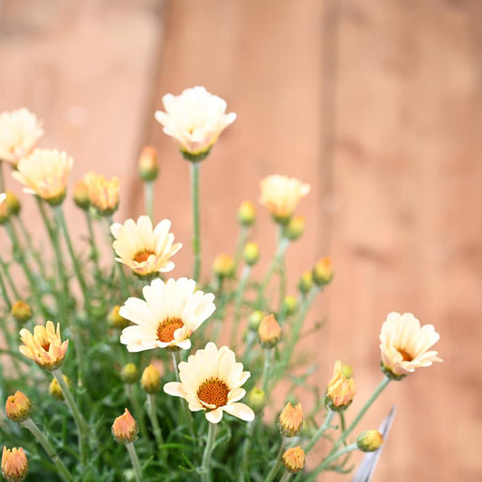 Rhodanthemum Zagora Yellow 3 Litre