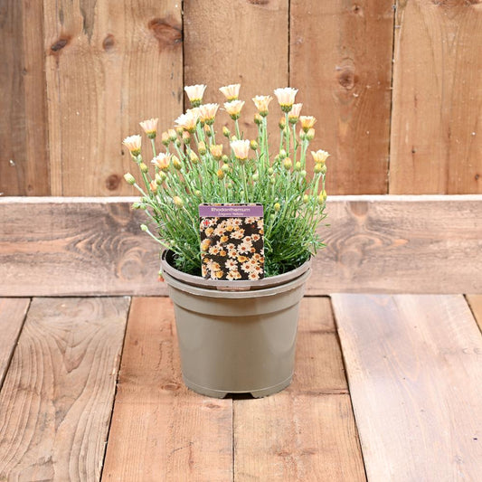 Rhodanthemum Zagora Yellow 3 Litre