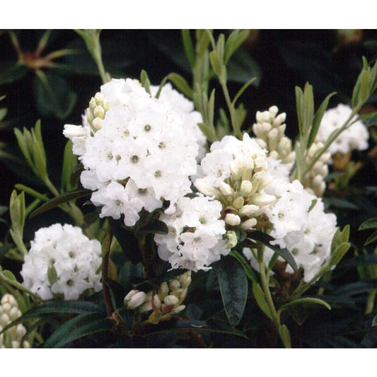 Rhododendron Arctic Tern 3L Alpine/Dwarf White