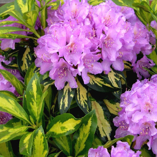 Rhododendron Blattgold 4L