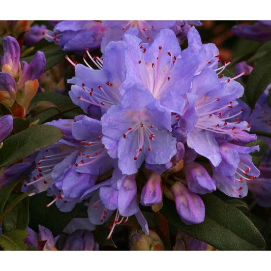Rhododendron Blue Tit 3L Alpine/Dwarf Blue