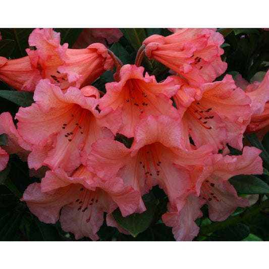 Rhododendron Compact Hybrid Tortoiseshell Orange 7.5L