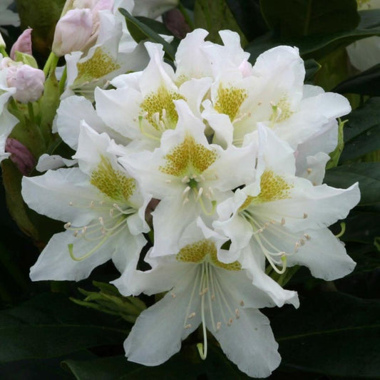 Rhododendron Cunningham's White 5L