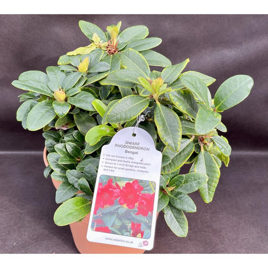 Rhododendron Dwarf Bengal 3L