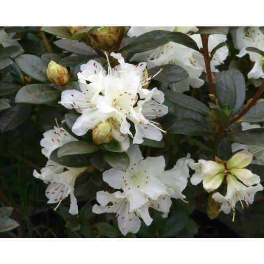 Rhododendron Dwarf Cream Crest 3L