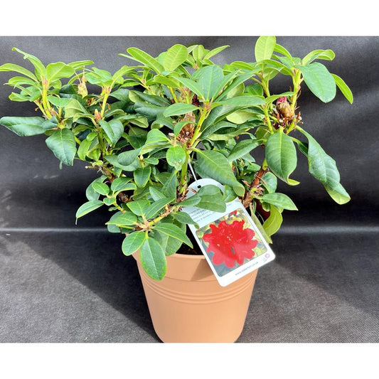 Rhododendron Dwarf Elizabeth Hobbie 3L