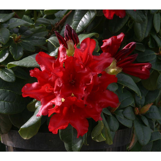Rhododendron Dwarf Elizabeth Hobbie 3L