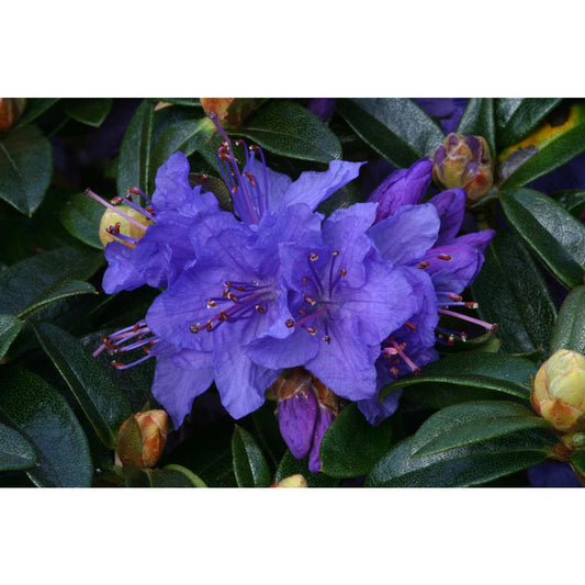 Rhododendron Dwarf Gristede 3L