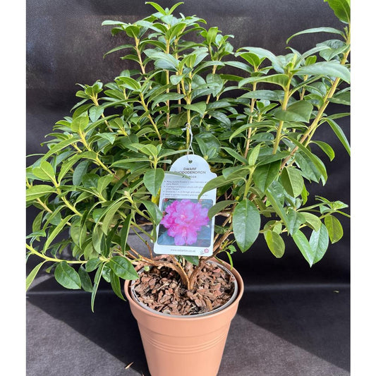 Rhododendron Dwarf Praecox 3L