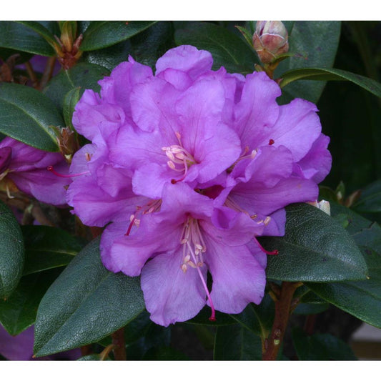 Rhododendron Dwarf Praecox 3L