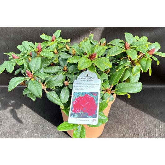 Rhododendron Dwarf Scarlet Wonder 3L
