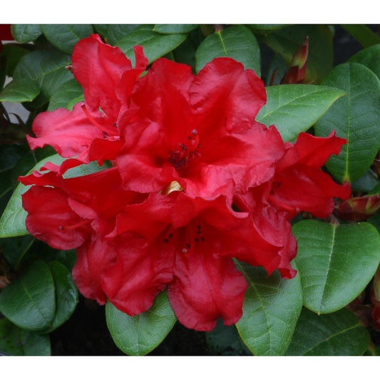 Rhododendron Dwarf Scarlet Wonder 3L