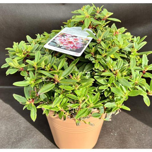 Rhododendron Dwarf Wee Bee 3L
