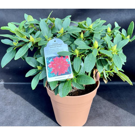 Rhododendron Gertrude Schale 3L Alpine/Dwarf Red