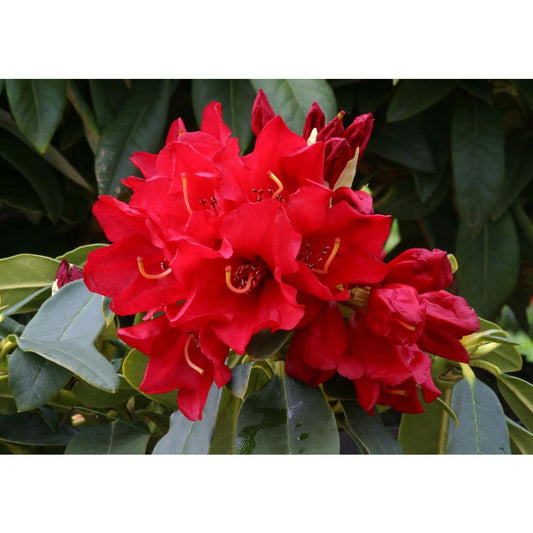 Rhododendron Gertrude Schale 3L Alpine/Dwarf Red