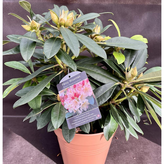 Rhododendron Percy Wiseman  3L Yak Promo Peach