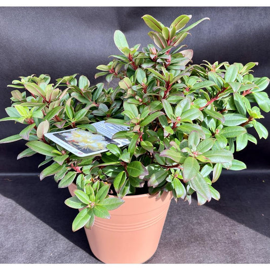 Rhododendron Princess Anne O-3L Alpine/Dwarf Yellow