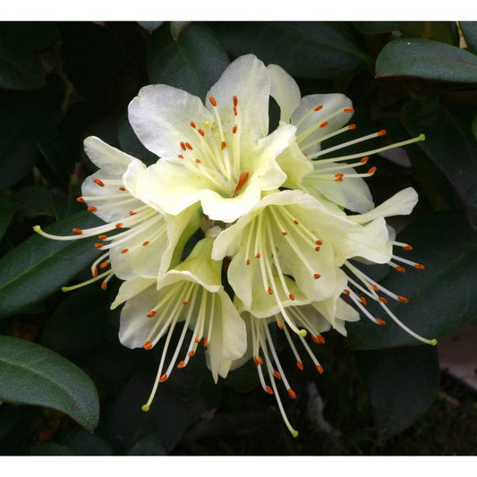 Rhododendron Princess Anne O-3L Alpine/Dwarf Yellow