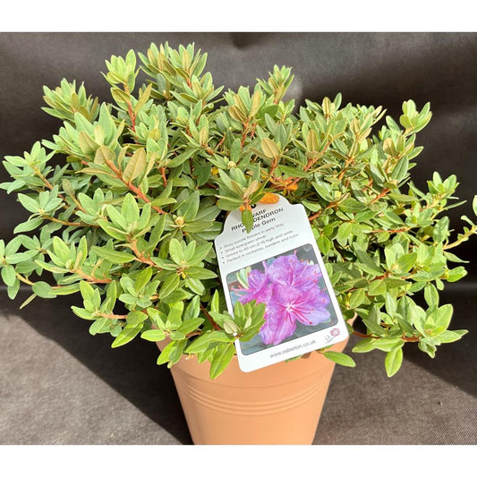 Rhododendron Purple Gem 3L Alpine/Dwarf Purple