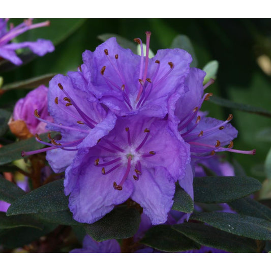 Rhododendron Purple Gem 3L Alpine/Dwarf Purple