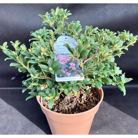 Rhododendron Razorbill 3L Alpine/Dwarf Pink