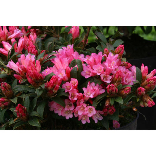 Rhododendron Razorbill 3L Alpine/Dwarf Pink