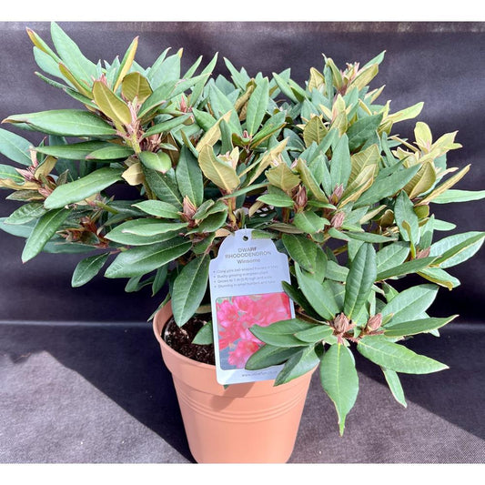 Rhododendron Winsome 3L Alpine/Dwarf Pink