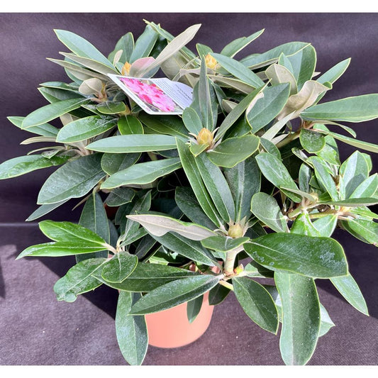 Rhododendron Yak Excelsior 3L