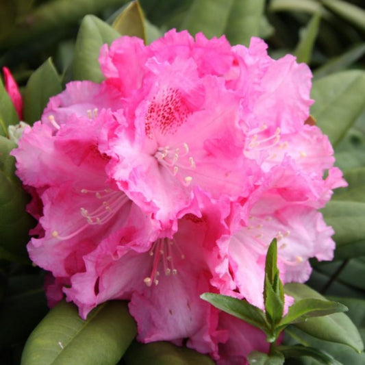 Rhododendron Yak Excelsior 3L