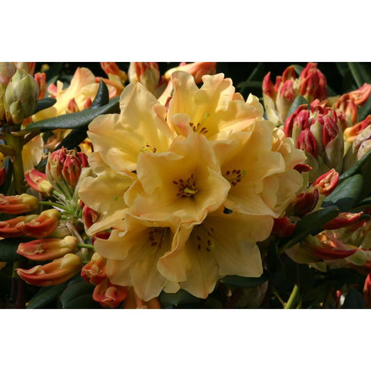 Rhododendron Yak Nancy Evans 3L