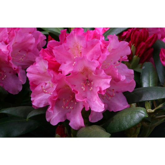 Rhododendron Yak Polaris 3L