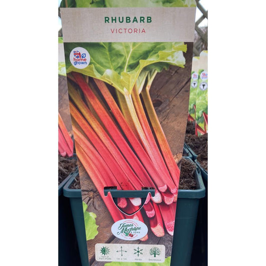 Rhubarb Victoria 3L